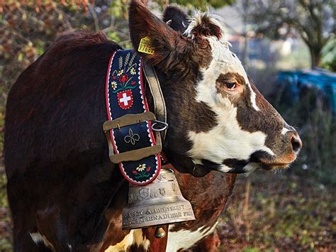 Why Do Cows Wear Bells In Switzerland - All About Cow Photos