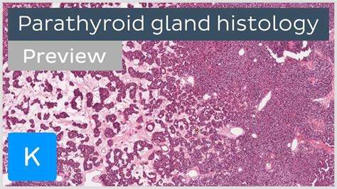 Parathyroid gland (preview) - Human histology | Kenhub - YouTube