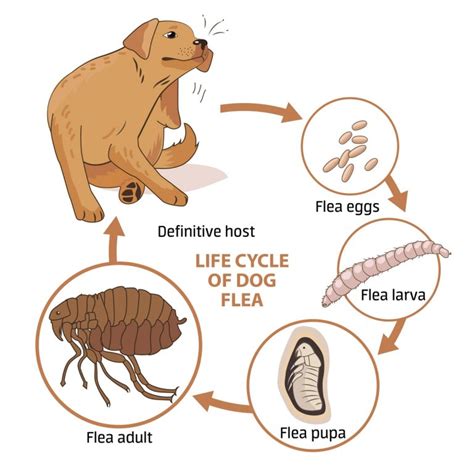 THOSE LITTLE WHITE WORMS COULD BE FLEA LARVAE! - Colonial Pest Control