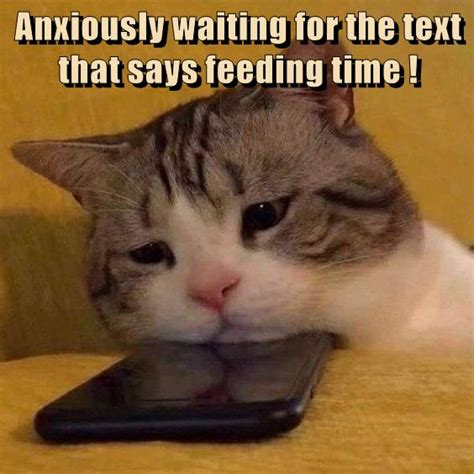 Anxiously waiting - Lolcats - lol | cat memes | funny cats | funny cat pictures with words on ...