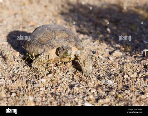 Mojave desert tortoise (Gopherus agassizii) in its natural habitat - Mojave desert, California ...