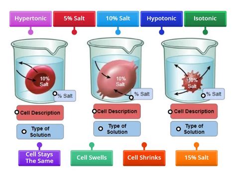 Osmosis Diagrams - Labelled diagram