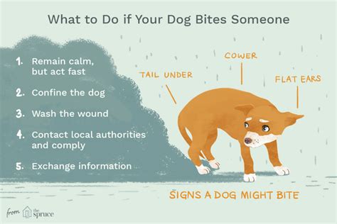 Reasons Why Dogs Bite and How to Stop It