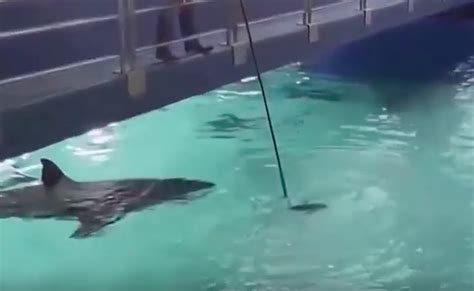 Great White Shark Dies After 3 Days In Captivity At Aquarium