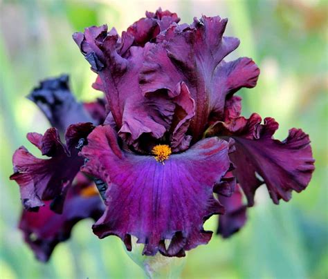 How to Grow Bearded Iris * Big Blog of Gardening