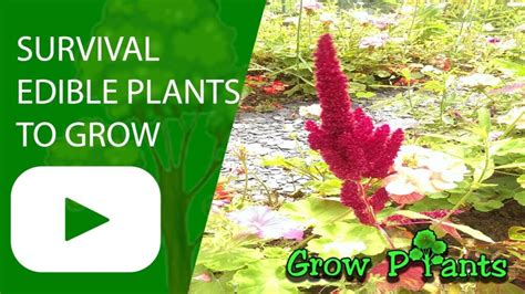 Survival plants – Edible plants to Grow – BushSurvivalLab