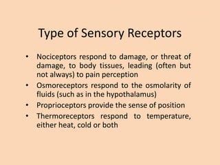 Sensory receptors | PPT