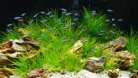 Cardinal Tetra Care: Tank Setup, Diet & Breeding (with Pictures)