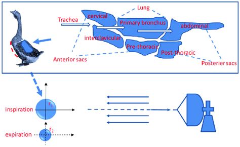 The avian respiratory system with a lateral view of one lung and the ...