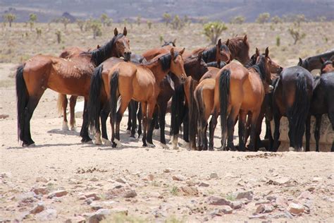 Where to see wild horses in nevada