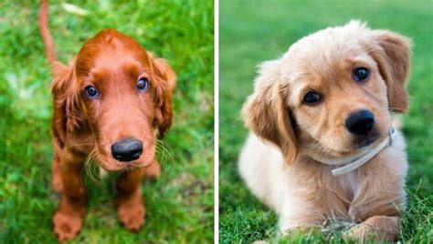 Show Golden Retriever Vs Field Golden Retriever - Explained!