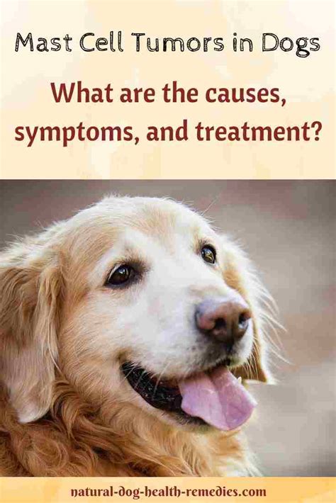 Mast Cell Tumors in Dogs | Symptoms & Treatment