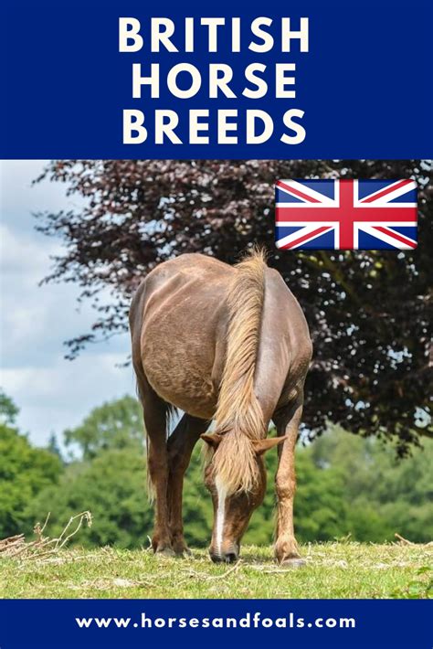 13 British Horse Breeds That You Should Know | Horses, Breeds, Horse breeds