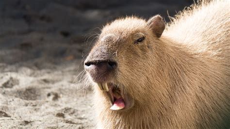 Anaconda swallowing a Capybara : r/natureismetal