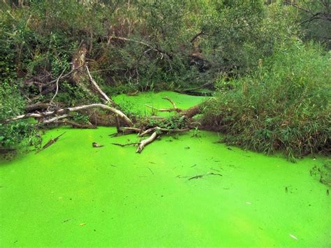 Causes, Effects and Solutions To Algal Bloom on Aquatic Ecosystems - Conserve Energy Future