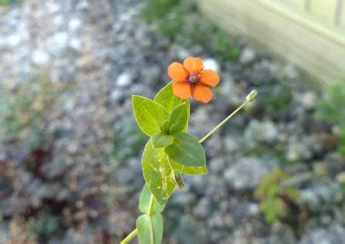 Scarlet Pimpernel: Pictures, Flowers, Leaves & Identification ...