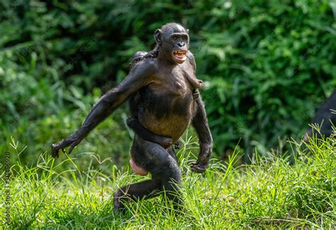 Bonobo Cub on the mother's back. Green natural background. The Bonobo ...