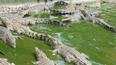 Davao Crocodile Park (Davao City) - 2021 All You Need to Know Before You Go (with Photos ...