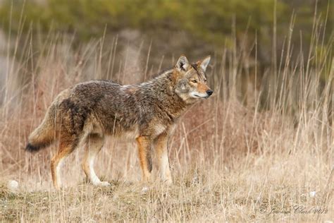 Eastern Coyote | Taken at Brecksville Reservation, Ohio | Joshua Clark | Flickr