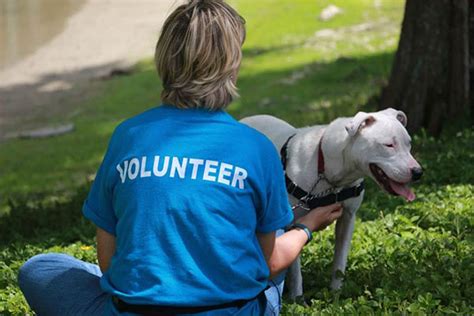 Peggy Adams Animal Rescue League Seeks Volunteers | Town-Crier Newspaper