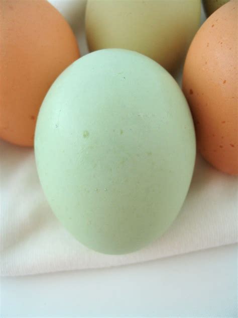 A Beader's Blog: A Tale of Blue Eggs