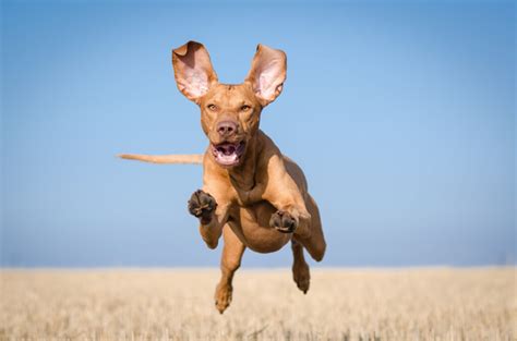 15 Of The Fastest Dog Breeds In The World - Highland Canine ...