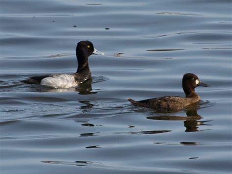 Capt Mondo's Photo Blog » Greater Scaup Duck