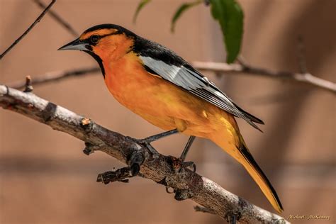 All About Bullock's Orioles and How to Attract Them to Your Yard - Owlcation