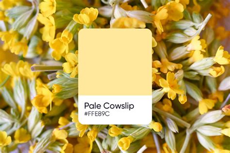 Pastel yellow color: hex code, shades, and design ideas - Picsart Blog