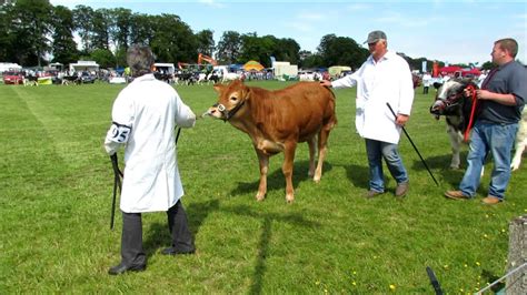 Angus Show 2013, Parade of Cattle - YouTube