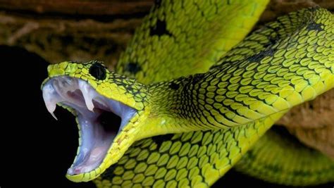 DNA test identifies venomous snakes from their bites | Veneno de ...