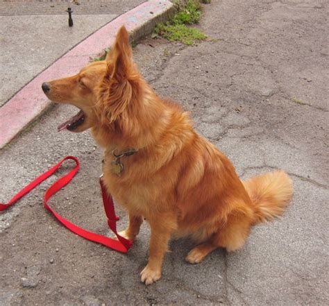 Dog of the Day: Lizzy the Shetland Sheepdog/Golden Retriever Mix - The Dogs of San FranciscoThe ...