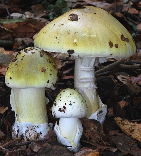 Bay Nature: Should I Worry About Death Cap Mushrooms in California?