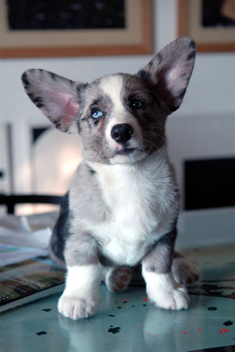 This Pembroke Welsh Corgi puppy is smiling for the camera. | Welsh corgi puppies, Cardigan welsh ...