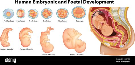 Human Reproduction Stages