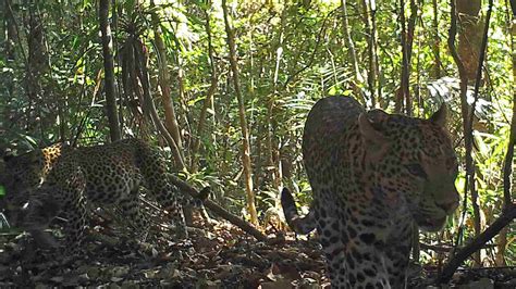 Camera traps reveal diverse wildlife of Myanmar 'wilderness' | World ...