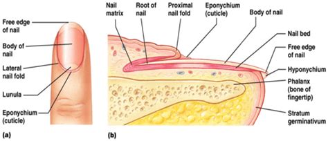 Skin Appendages - www.medicoapps.org