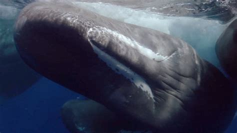 sperm whale | Size, Teeth, Diet, Habitat, & Facts | Britannica.com