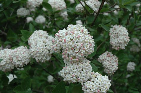 Fragrant Viburnum (tree form) (Viburnum x carlcephalum '(tree form ...