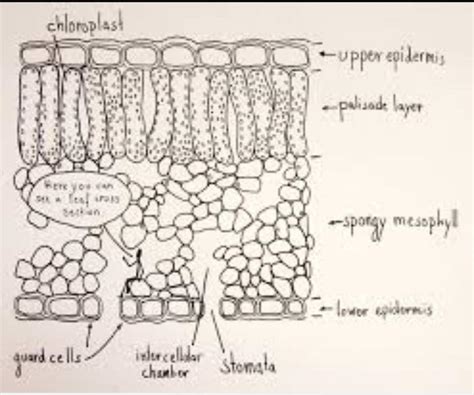 Leaf Cross Section Diagram