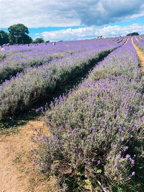 Day trip to Mayfield Lavender Farm - Life With Bugo