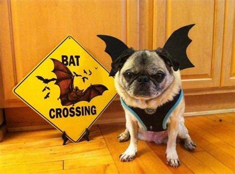 Halloween Safety Tips for Your Pets - Pampered Petz