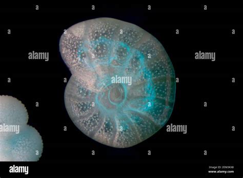 Foraminifera hi-res stock photography and images - Alamy