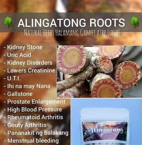 Alingatong Tea Tree - Home