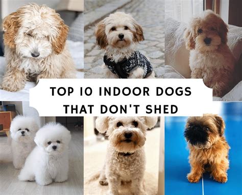 If you want an indoor dog, you should consider a non shedding and ...