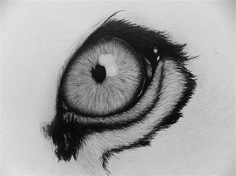 Tiger Eye Drawing at PaintingValley.com | Explore collection of Tiger ...