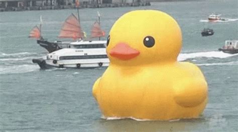 Giant Rubber Duck GIF – Giant Rubber Duck – discover and share GIFs