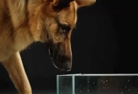 A Dog drinking water (slow motion)! : r/Damnthatsinteresting