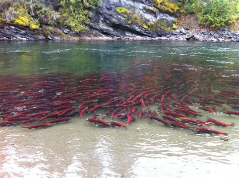 Salmon Natural Events | Fishing photography, Alaska salmon, Salmon run