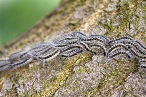 Warning over toxic caterpillars in England as experts tell nature-lovers not to touch them | The ...